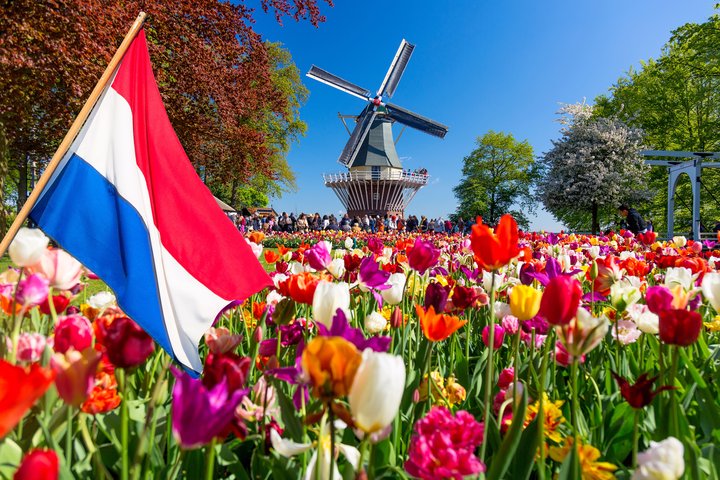 Dutch flag waving in a vibrant tulip field with a traditional windmill and visitors in the background on a sunny spring day in the Netherlands.