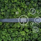 Trees and road