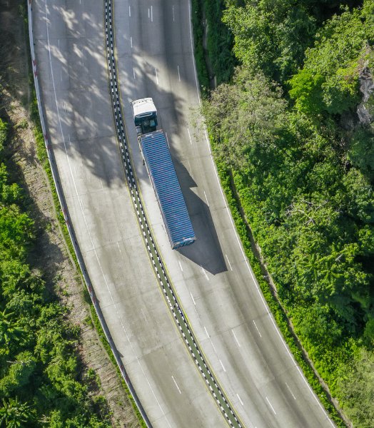 un bosque alrededor de la carretera